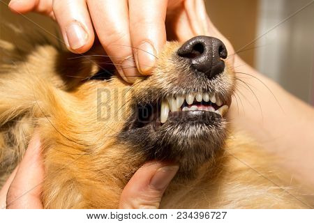 A Human Hand On A Dog Mouth