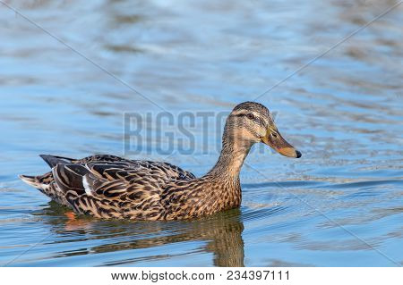 Wild Duck Mallard Anas Platyrhynchos. Female Duck.