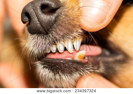 A Human Hand On A Dog Mouth