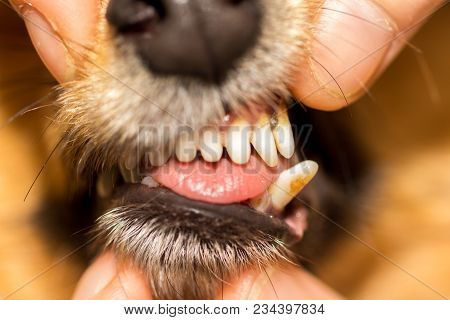 A Human Hand On A Dog Mouth