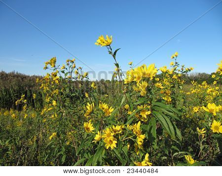 Girasoli nel prato con bel cielo azzurro nel mese di settembre