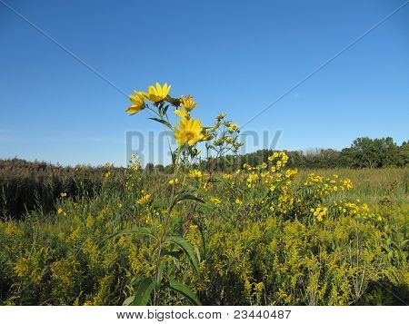 Girasoli nel prato con bel cielo azzurro nel mese di settembre