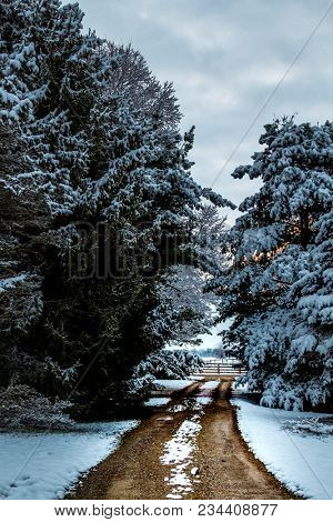 Early Morning Sun Behind A Snow Laden Pine Tree Along This Drive.