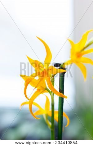 Yellow Miltonia Orchid, Beautiful And Fresh On The Window.