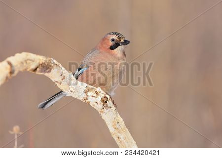 Eurasian Jay (garrulus Glandarius) Sitting On A Branch (posing On Soft Background, Glare In The Eye)