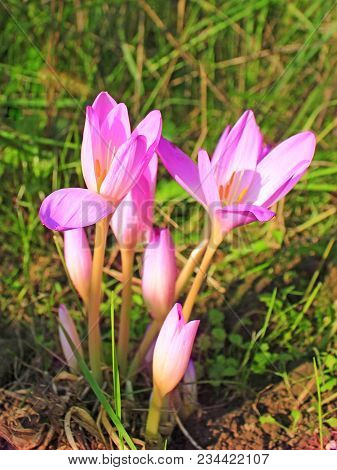 Flowers Of Colchicum Autumnale. Beautiful Pink Flowers Of Colchicum Autumnale Blossoming In Autumn. 