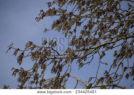 Blooming Silver Poplar. Silver Poplar Tree In Spring. Poplar Fluff From Flowers - Earrings.