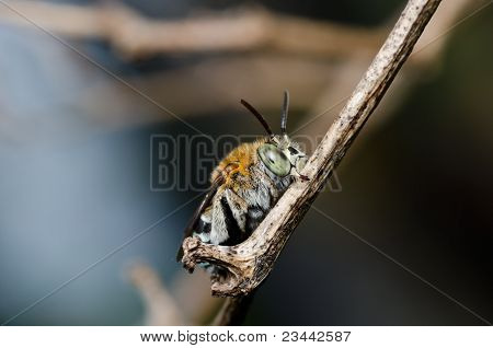 Amegilla Zonata ในธรรมชาติ
