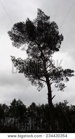 Free Standing Tree In Wintertime Witout Leaves
