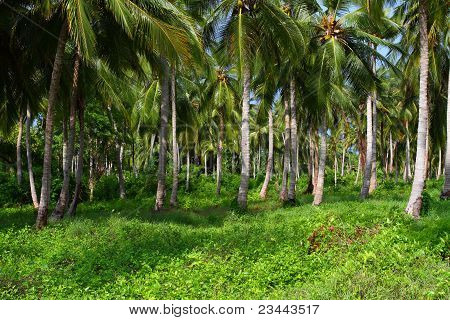 Green-Palmenwald in kolumbianischen Insel