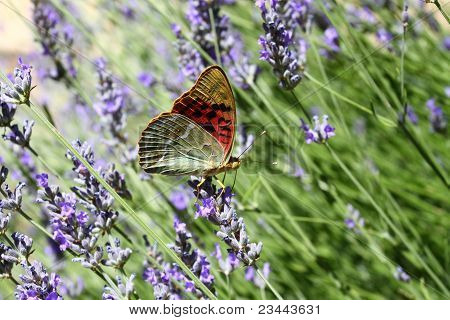 Beau papillon