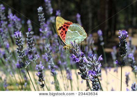 Beau papillon