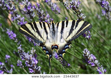Beau papillon
