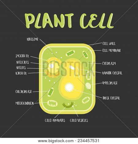 Inside Theplant Cell Structure Illustration Education Science