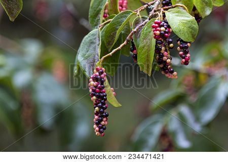 Close Up Of Colorful Red Black And Yellow Fruit Green Leaves And Branches Of The Tassel Berry Tree I