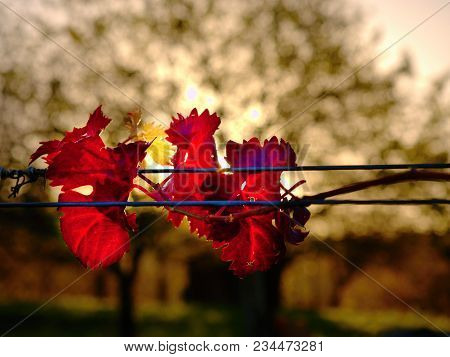 Yellow Orange Red Leaves On Grapevine Plants In Vinery, Last Warm Sun Rays In The Windy Afternoon