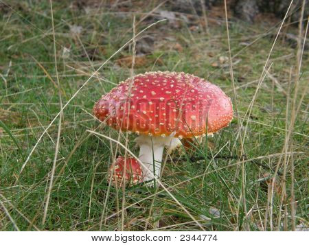 Red mushroom
