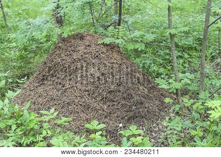 Big Anthill In The Woods In Summer