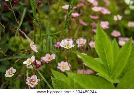 Small Pink White Spring Flowers With Leaves In Green Grass, Spring Photo.flowers Field