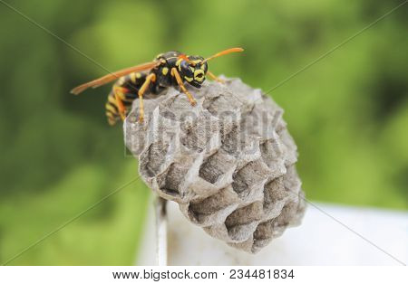 A Young Paper Wasp Queen Builds A Nest To Start A New Colony
