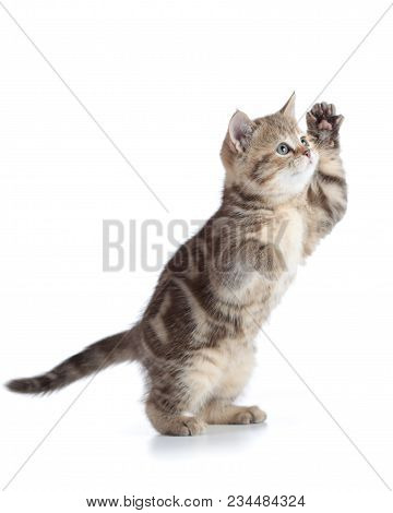 Funny Kitten Cat Standing With Raised Paw Isolated On White Background