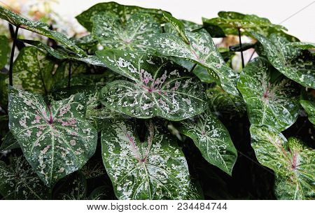 Lots Of Cladium  Leaves In The Garden