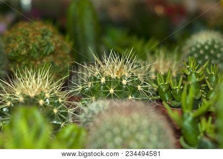 Variety Of Cacti In A Flower Shop, Focus On The Central Object, Background And Foreground Blurred