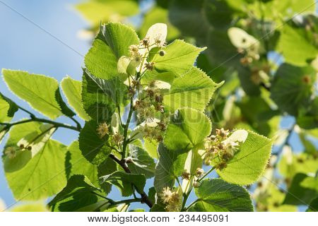 Linden tree in blossom. Nature background.