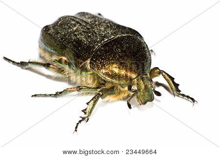 Värikkäiden Bug Close Up