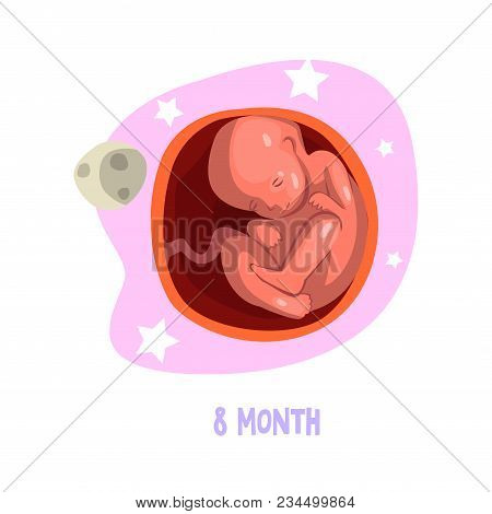 Process Of Fetus Development. 8th Month Of Pregnancy. Baby Inside Womb. Fetation Theme. Graphic Desi