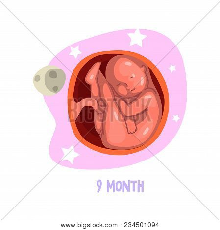 Illustration Showing Baby Growth Inside Womb Uterus . Process Of Fetus Development. Pregnancy Theme.