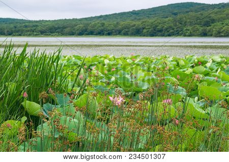 Lake With Lotus Flowers Komarova