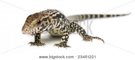 Blu Tegu, Tupinambis merianae, davanti a sfondo bianco