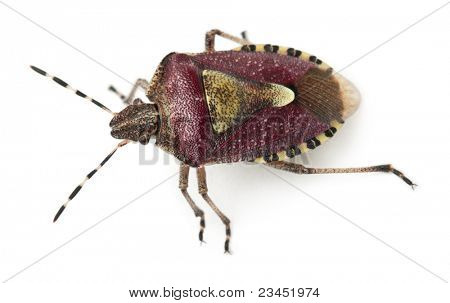 Pohled z vysokého úhlu štít bug, Dolycoris baccarum, před bílým pozadím