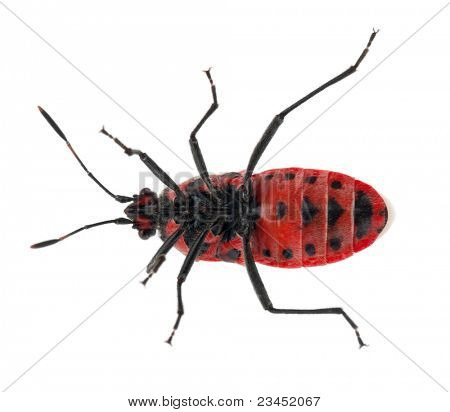 Vysoký úhel pohled příjemná vůně rostlin bug, Corizus hyoscyami, před bílým pozadím