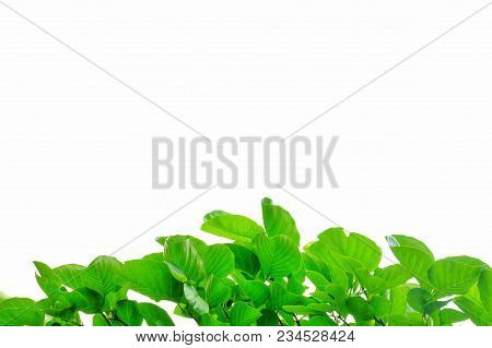 Top View A Tropical Tree Leaves With Branches On White Isolated For Green Foliage Background