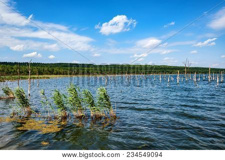 Beautiful Landscape With Several Dry Trees Growing In Lake Tambukan