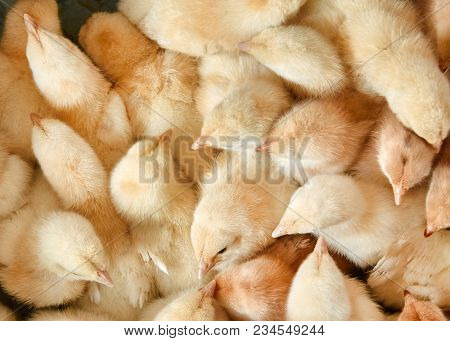 Newborn Yellow Chickens On A Poultry Farm In Incubator