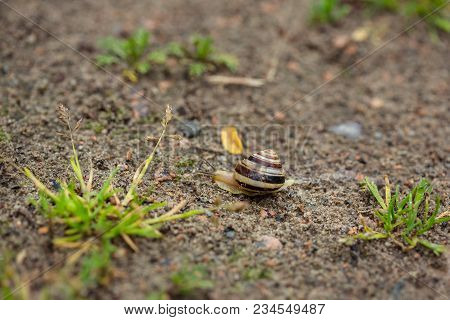 Snail On The Sand, Nature After The Rain, Dew