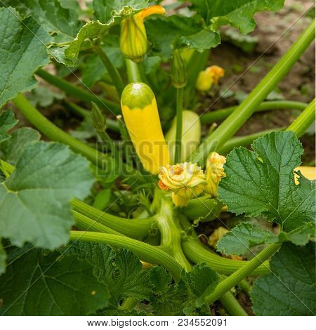 Yellow Blossoming Zucchini In The Garden, Organic Vegetables