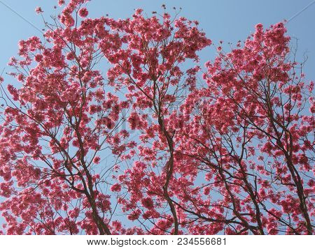 Tree Branches Full Of Pink Ipe Flowers And The Blue Sky