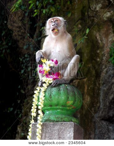 Affe am Batu-Höhlen-Eingang