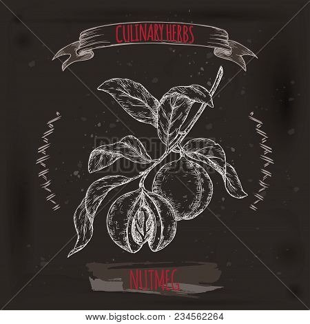 Nutmeg Aka Myristica Fragrans Hand Drawn Sketch On Black. Culinary Herbs Collection. Great For Cooki