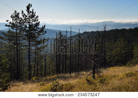 Beautiful Mountain View Over Pine Forest. Pine Forest View. Beautiful Sunny Day Over The Mountain. P