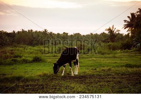 Cow In Field With Sunset Sky And Palm Tree Background. Animal And Agriculture Concept. Vintage Tone 