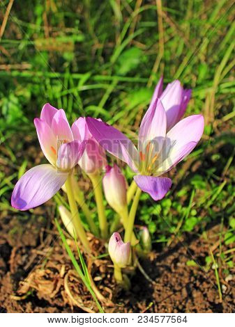Flowers Of Colchicum Autumnale. Beautiful Pink Flowers Of Colchicum Autumnale Blossoming In Autumn. 