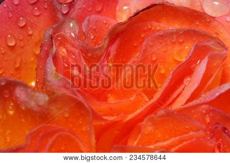 Beautiful Bicolour Rose Is Growing On A Green Meadow. Live Nature. Close Up. Summer Morning.