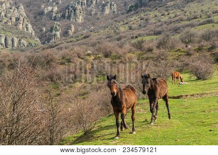 The Mountain Landscape With Horses  In A Meadow Near   Demerdzhi Mountain Peak  , Crimea, , Russia.