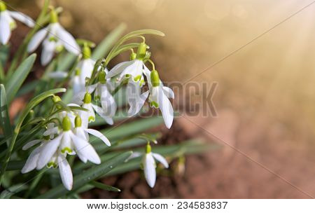 White Small Flowers In Shape Of Drops Under The Bright Sun. Spring Picture.