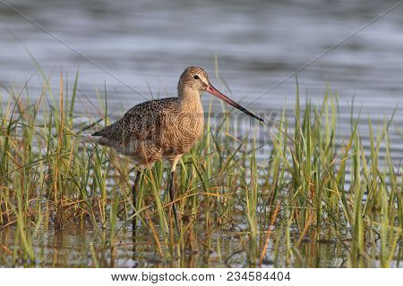 A Marbled Godwit, Limosa Fedoa In Shallow Water In A Quiet Bay In Florida